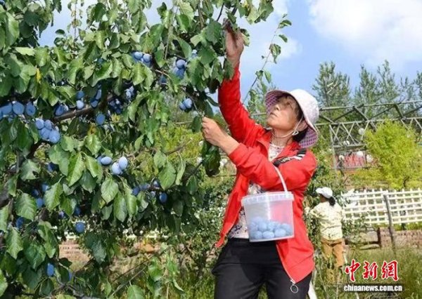 牛8配资 （乡村行·看振兴）山西上党西梅特色种植结硕果